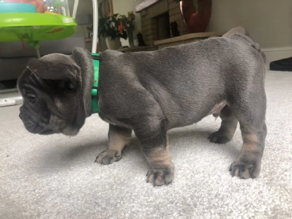 bulldog  bouledogue francese cuccioli nero blu