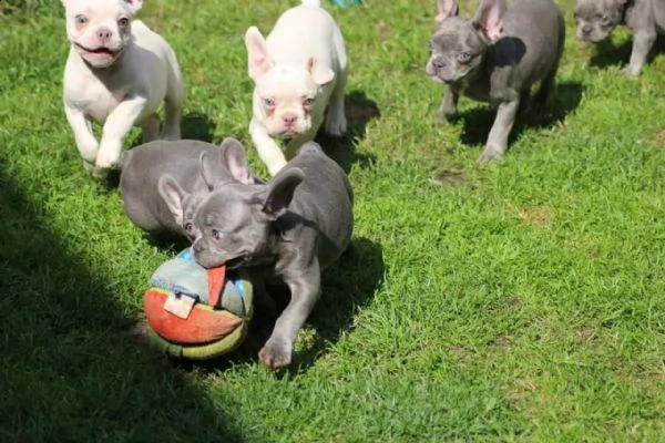 cucciolo di bouledogue francese | Foto 4