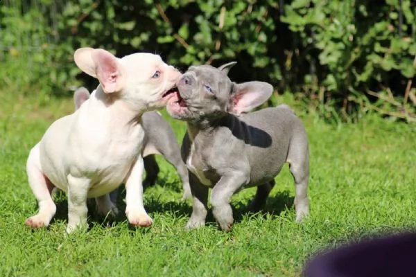 cucciolo di bouledogue francese | Foto 3