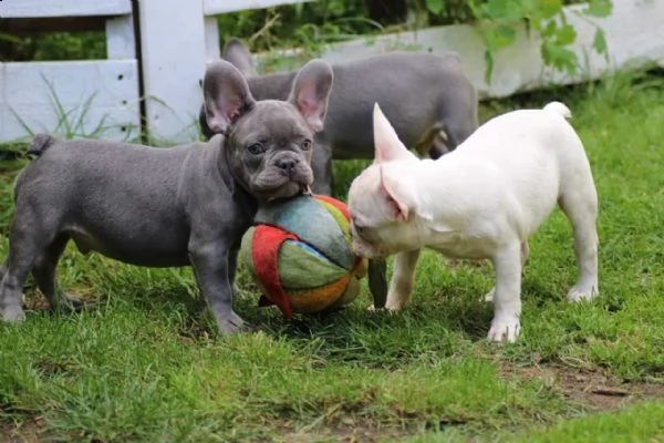 cucciolo di bouledogue francese