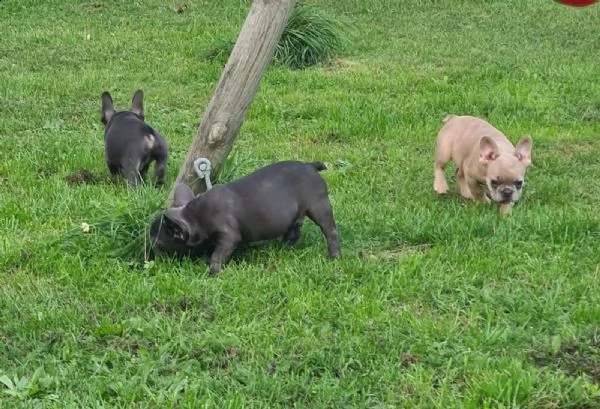 cucciolo di bouledogue francese | Foto 2