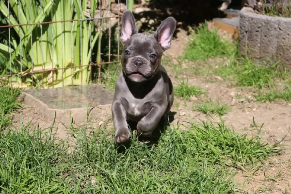 cucciolo di bouledogue francese | Foto 1