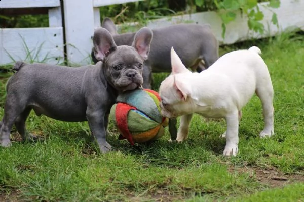 cucciolo di bouledogue francese | Foto 0