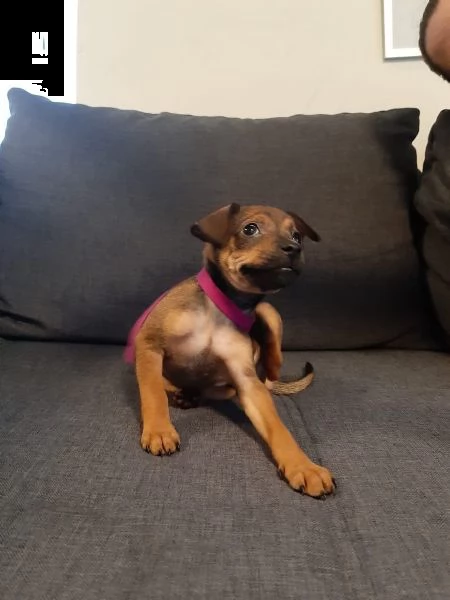 cuccioli di pinscher  nano disponibili | Foto 3