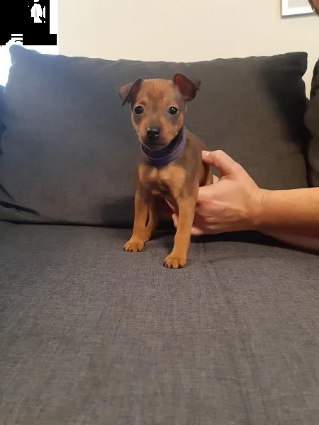 cuccioli di pinscher  nano disponibili | Foto 2