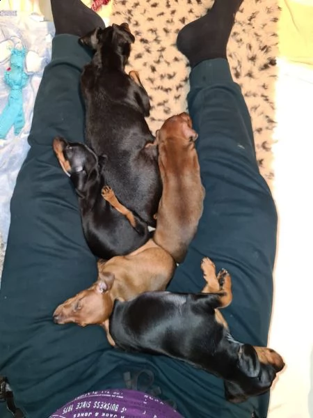 cuccioli di pinscher  nano disponibili | Foto 1