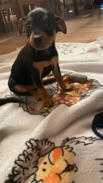 cuccioli di pinscher  nano disponibili | Foto 0