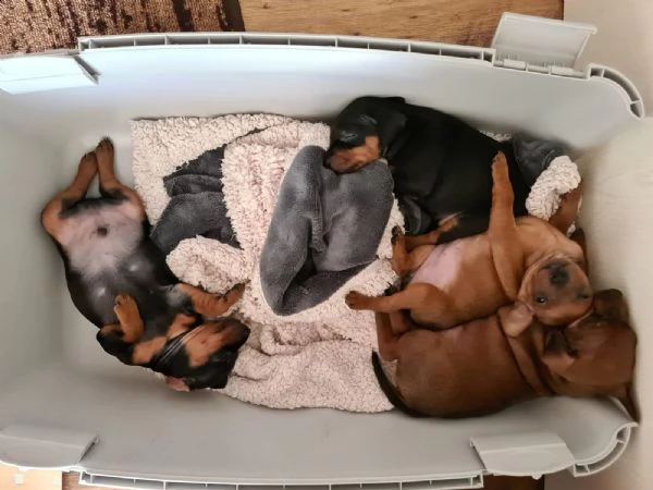 cuccioli di pinscher  nano disponibili