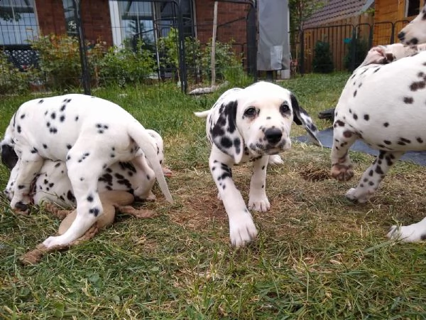 disponibili bellissimi cuccioli dalmata da prestig... | Foto 5