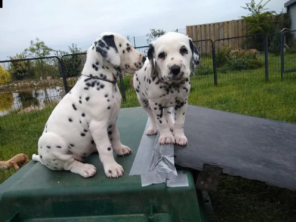 disponibili bellissimi cuccioli dalmata da prestig... | Foto 4
