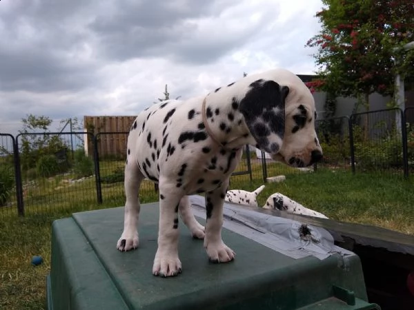disponibili bellissimi cuccioli dalmata da prestig... | Foto 2