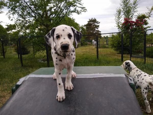 disponibili bellissimi cuccioli dalmata da prestig... | Foto 0