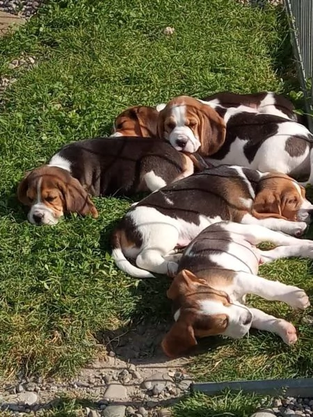splendidi cuccioli di beagle | Foto 3