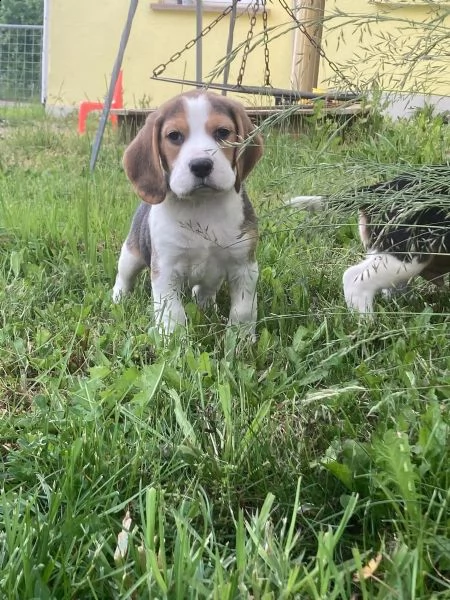 splendidi cuccioli di beagle | Foto 2