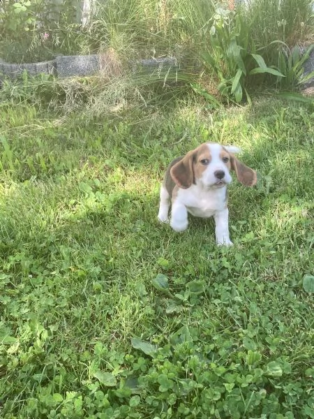 splendidi cuccioli di beagle | Foto 1