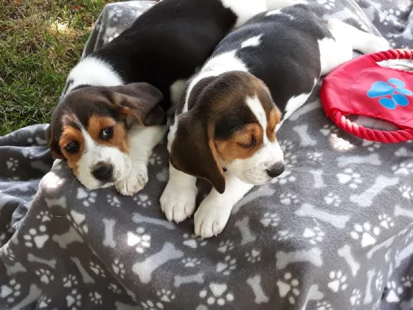 splendidi cuccioli di beagle | Foto 0