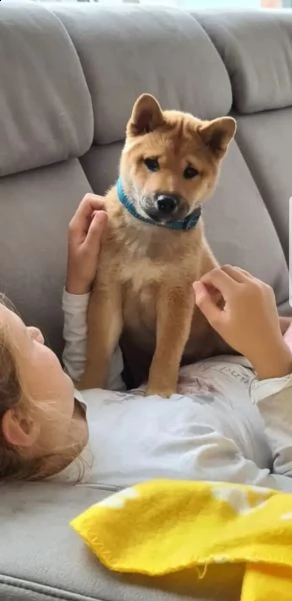 kuccioli di razza shiba inu | Foto 6