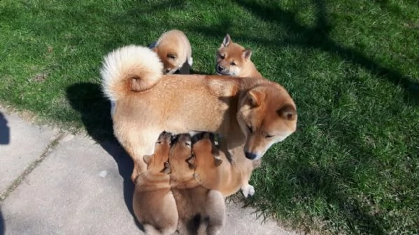 kuccioli di razza shiba inu | Foto 4