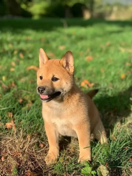 kuccioli di razza shiba inu | Foto 2
