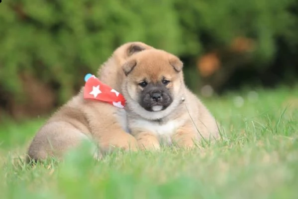 kuccioli di razza shiba inu | Foto 0