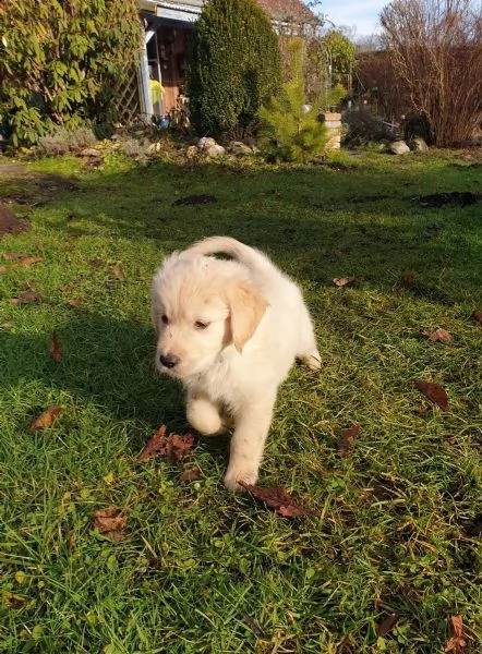 golden retriever kuccioli  | Foto 2