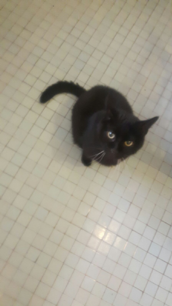 Regalo Da Privato A Mn Gatto Nero 27012018