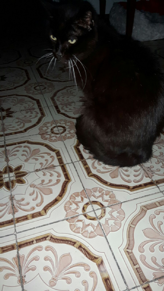 Regalo Da Privato A Mn Gatto Nero 27012018
