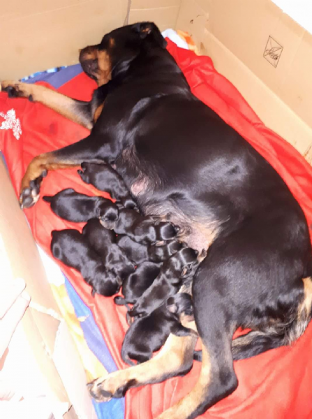 Vendita Cucciolo Rottweiler Da Privato A Pisa Vendesi Cuccioli Di