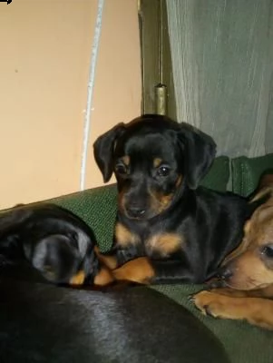 pinscher nano bellissimi cuccioli