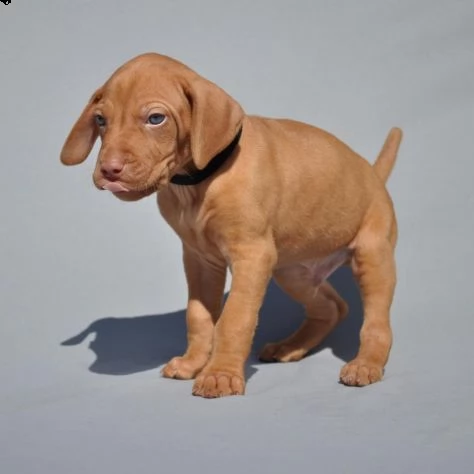  cuccioli di vizsla  bracco ungherese | Foto 2