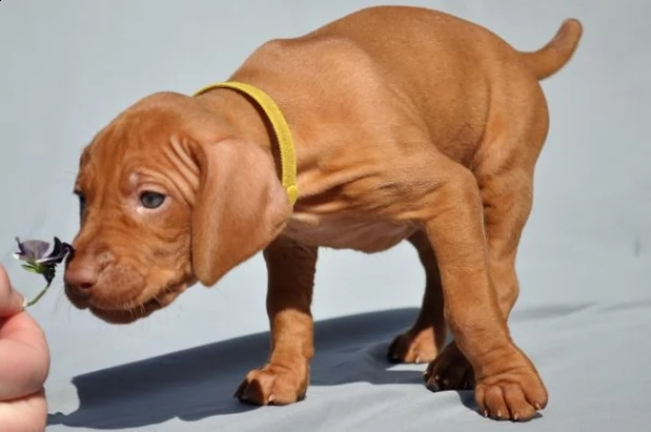  cuccioli di vizsla  bracco ungherese