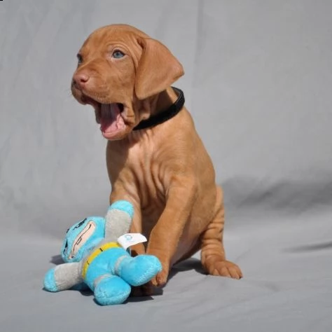  cuccioli di vizsla  bracco ungherese | Foto 1
