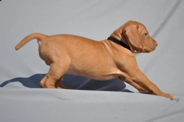  cuccioli di vizsla  bracco ungherese | Foto 0