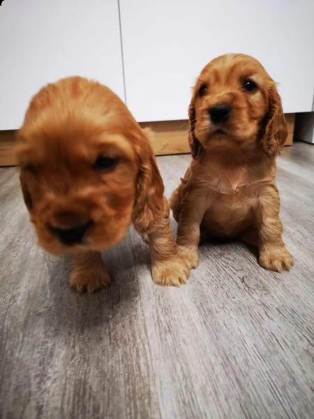 cocker spaniel inglese cuccioli