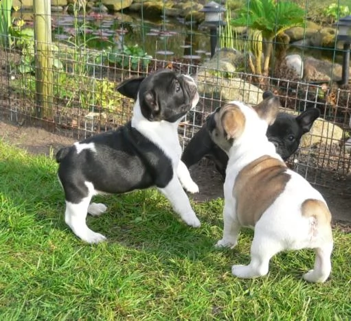 bulldog  bouledogue francese bianchi e cioccolato cuccioli