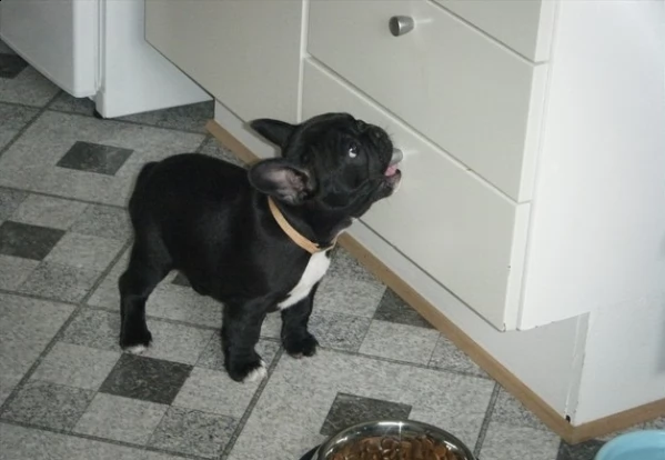 bulldog  bouledogue francese bianchi e cioccolato cuccioli | Foto 2