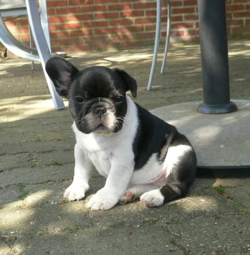 bulldog  bouledogue francese bianchi e cioccolato cuccioli | Foto 1