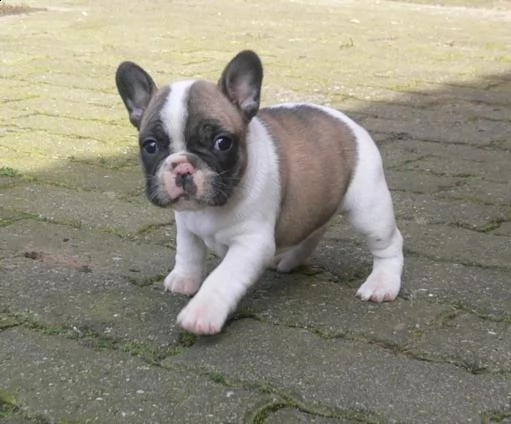 bulldog  bouledogue francese bianchi e cioccolato cuccioli | Foto 0