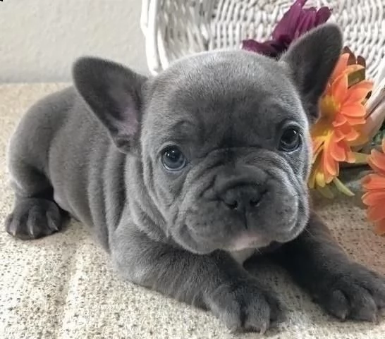 spettacoli cuccioli di bulldog francese