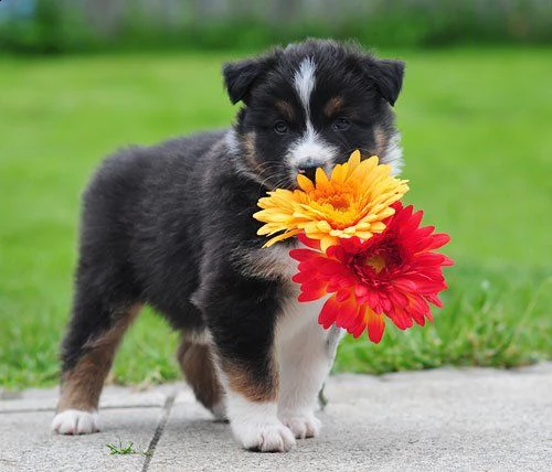 cuccioli australian shepherd