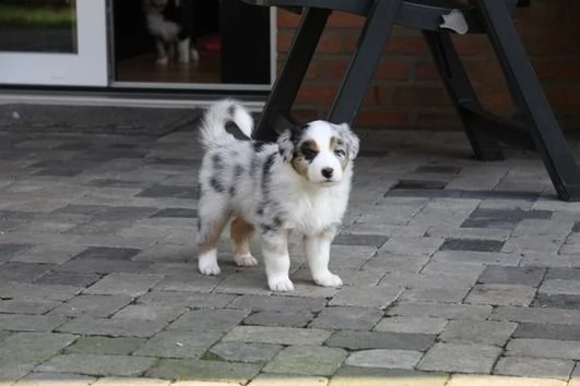 cuccioli australian shepherd | Foto 1