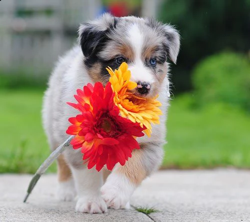 cuccioli australian shepherd | Foto 0