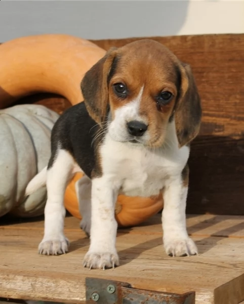 beagle cuccioli con pedigree allevamento