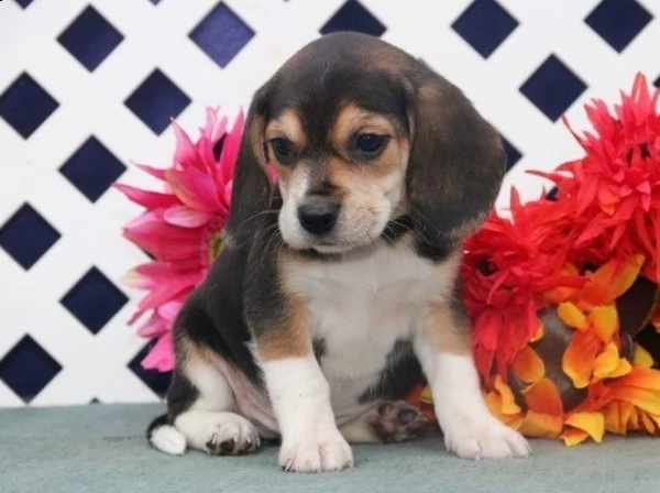 beagle cuccioli con pedigree allevamento | Foto 0