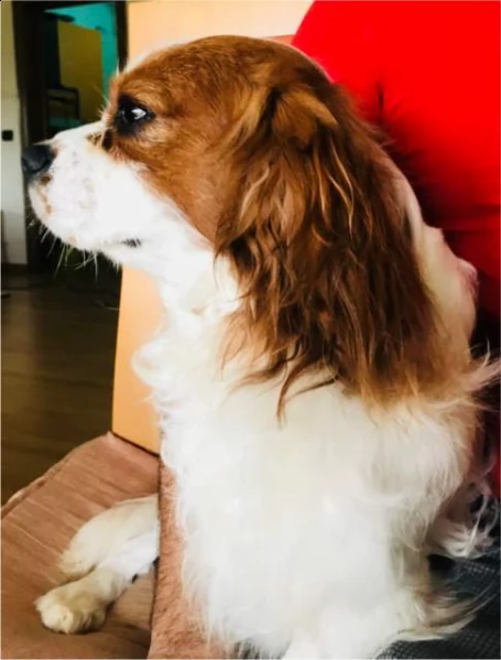 cucciolata di cavalier king charles s con pedigree  | Foto 2