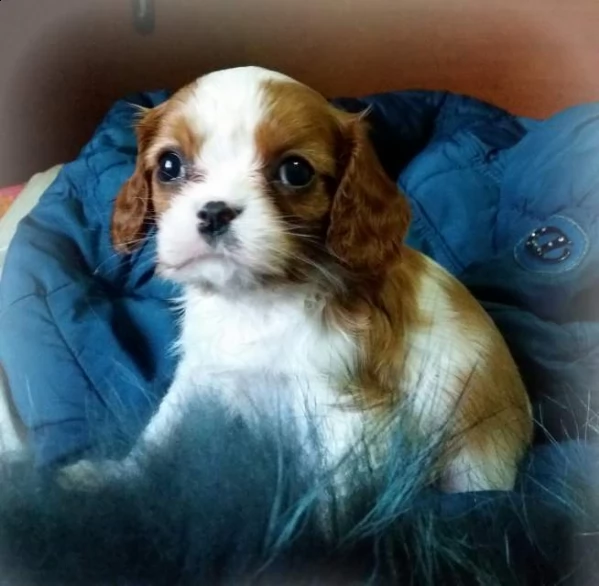 cucciolata di cavalier king charles s con pedigree  | Foto 1