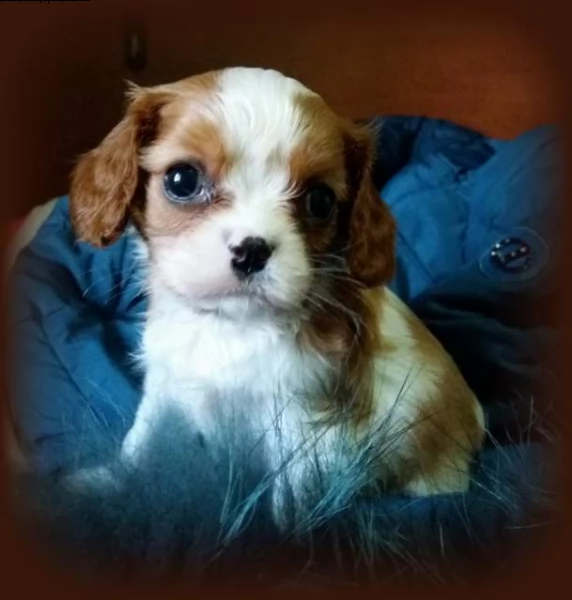cucciolata di cavalier king charles s con pedigree  | Foto 0