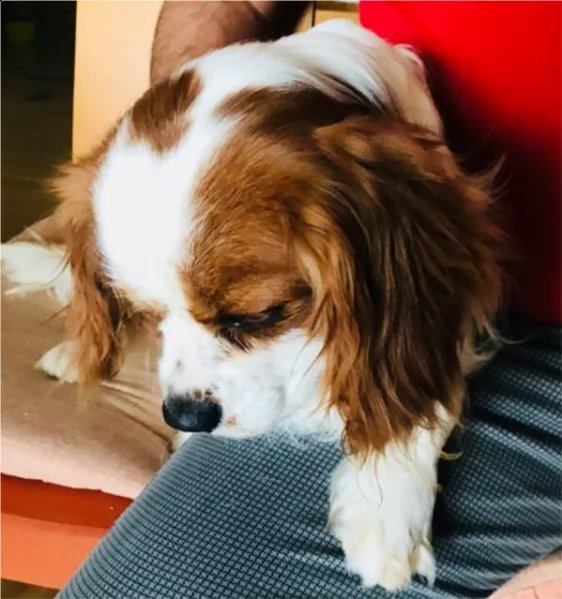 cucciolata di cavalier king charles s con pedigree 