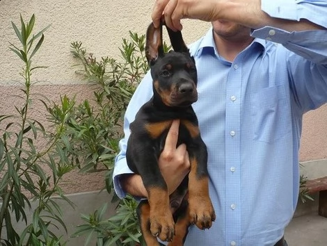 cuccioli di dobermann