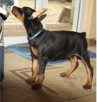 cuccioli di dobermann | Foto 2